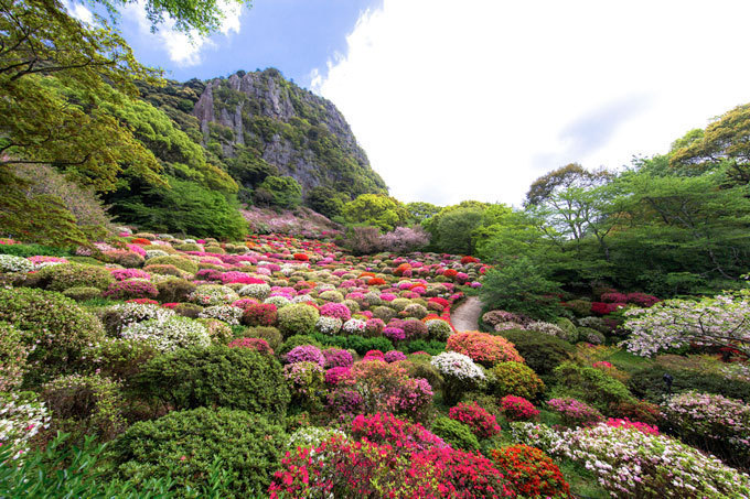 佐賀・御船山楽園「花まつり」春は2千本の桜・初夏はツツジと大藤が開花、九州最大規模のライトアップも｜写真14