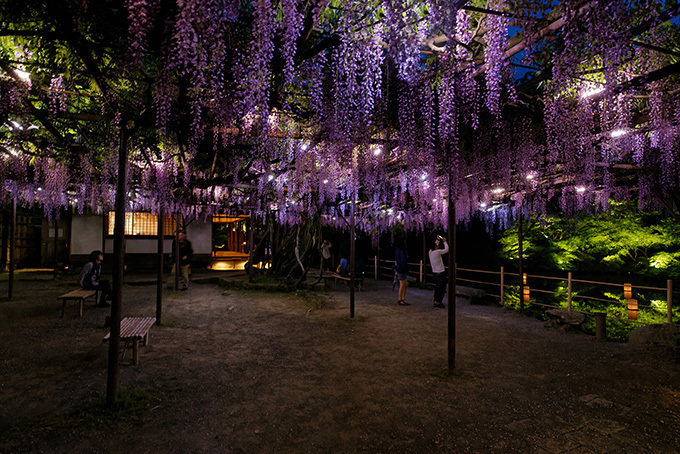 佐賀・御船山楽園「花まつり」春は2千本の桜・初夏はツツジと大藤が開花、九州最大規模のライトアップも｜写真16