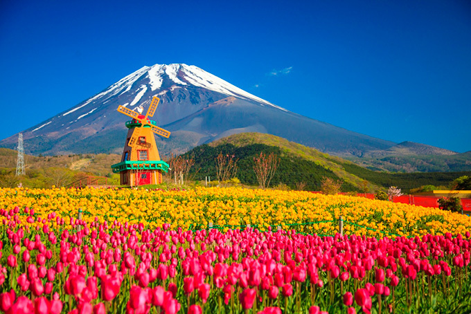 「天空のチューリップ祭り」約21万本のチューリップが富士山2合目・標高1,200ｍで咲き誇る | 写真