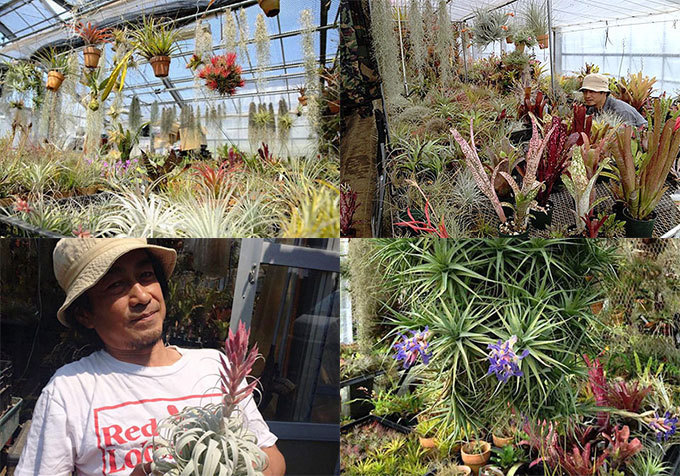 ネペンテス 東京で珍奇植物専門店「スピーシーズ ナーセリー」の限定ストア、希少な植物が集結 | 写真