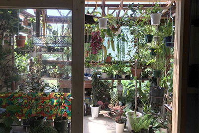 ネペンテス「グリーンピープル」