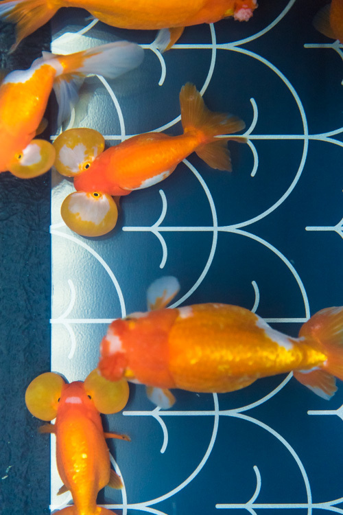 すみだ水族館の夏イベント「お江戸の金魚ワンダーランド」千匹の金魚が舞う全長100mの新展示も | 写真
