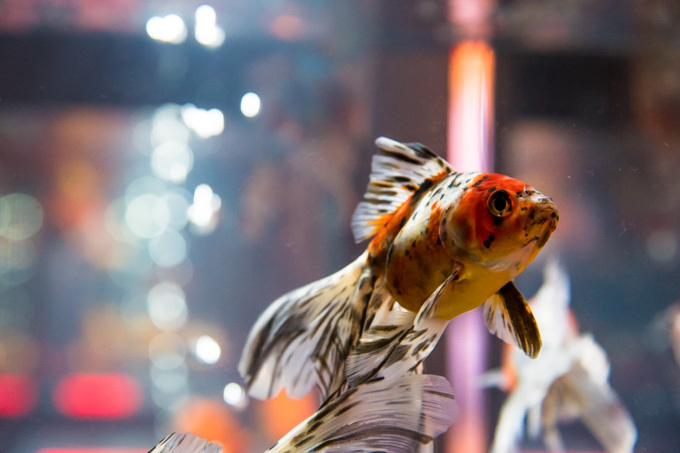 すみだ水族館の夏イベント「お江戸の金魚ワンダーランド」千匹の金魚が舞う全長100mの新展示も｜写真14