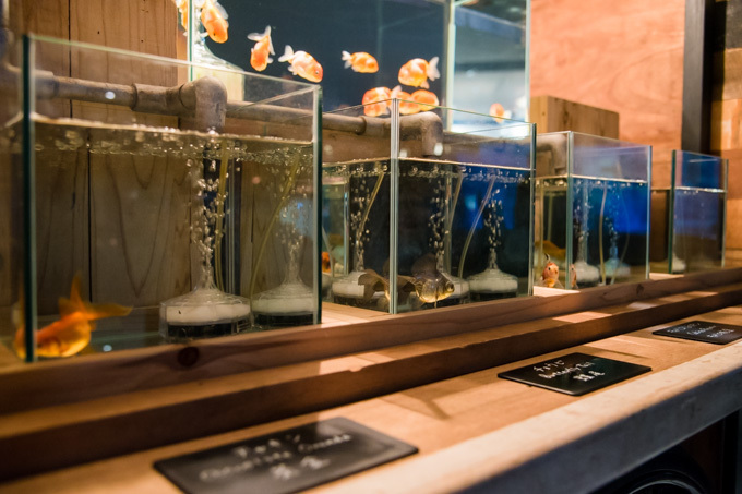 すみだ水族館の夏イベント「お江戸の金魚ワンダーランド」千匹の金魚が舞う全長100mの新展示も｜写真16