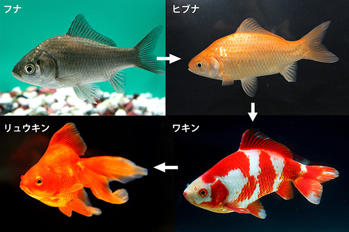 すみだ水族館の夏イベント「お江戸の金魚ワンダーランド」千匹の金魚が舞う全長100mの新展示も｜写真24