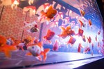 すみだ水族館の夏イベント「お江戸の金魚ワンダーランド」千匹の金魚が舞う全長100mの新展示も｜写真7