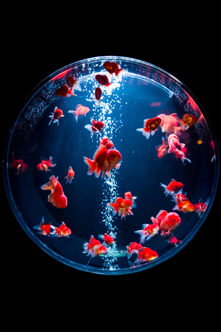 写真23/37|「アートアクアリウム展」東京・大阪・金沢21世紀 写真23/37|「アートアクアリウム展」東京・大阪・金沢21世紀