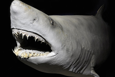 記念メダル　海のハンター展 海のハンター展 ～恵み豊かな地球の未来～ | 記念メダル集めました