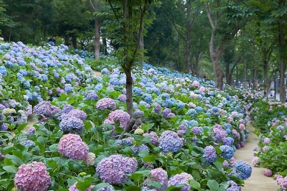 ハウステンボス「あじさい祭」