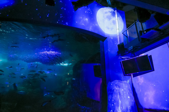 ナイトワンダーアクアリウム2016 新江ノ島水族館を紹介 月光が照らす夜の海を体験 ファッションプレス