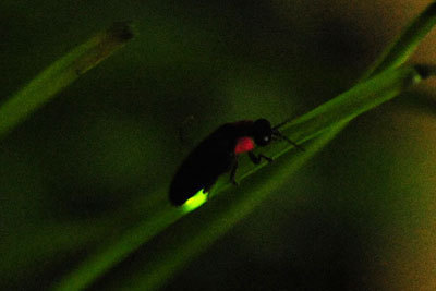 「ほたるの夜」