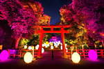 京都・下鴨神社で「光の祭」チームラボが参道＆神社を光と音の幻想空間に変える｜写真2