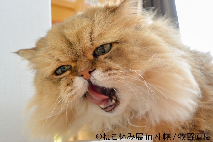 写真展＆物販展「ねこ休み展」札幌パルコで開催、スター猫“ふーちゃん”や“ホイップ”ら集結｜写真16