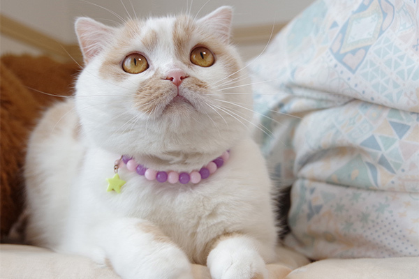 「ねこ休み展」