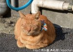 写真展＆物販展「ねこ休み展」札幌パルコで開催、スター猫“ふーちゃん”や“ホイップ”ら集結｜写真4