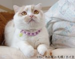 写真展＆物販展「ねこ休み展」札幌パルコで開催、スター猫“ふーちゃん”や“ホイップ”ら集結｜写真15