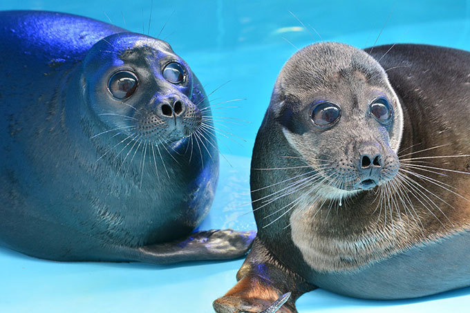 琵琶湖博物館がリニューアル、国内最大の淡水生物展示施設へ - 県内花火大会情報も | 写真