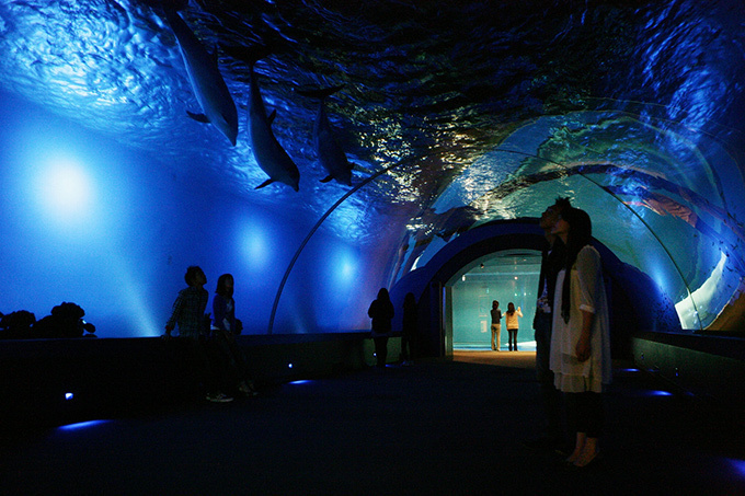 夏の横浜・八景島シーパラダイス - 昼はウォーターアトラクション、夜は幻想的な水族館で癒しを｜写真3