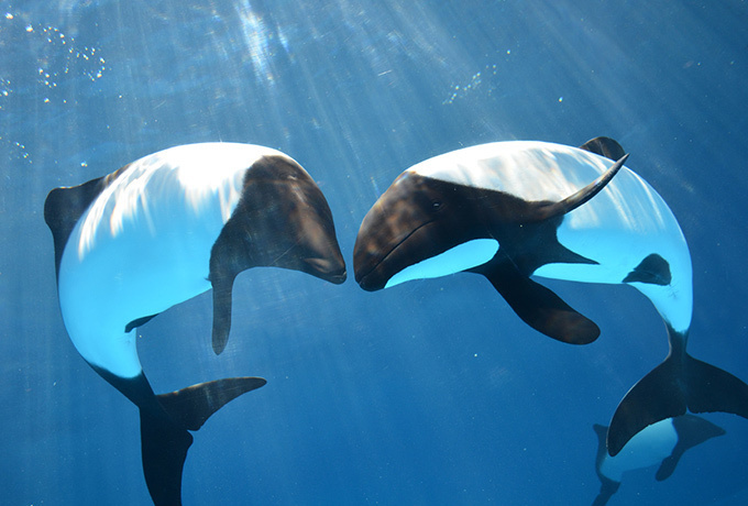 夏の横浜・八景島シーパラダイス - 昼はウォーターアトラクション、夜は幻想的な水族館で癒しを｜写真98