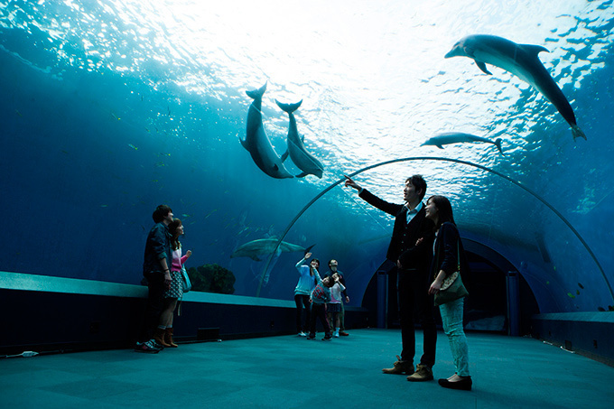 夏の横浜・八景島シーパラダイス - 昼はウォーターアトラクション、夜は幻想的な水族館で癒しを｜写真99