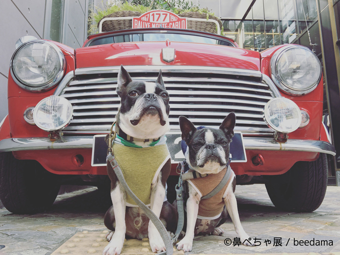 鼻ぺちゃ犬の写真展「鼻ぺちゃ展」千葉・柏で開催 - “ぶひかわ犬”の写真＆グッズが集結    | 写真