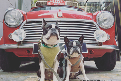 合同展｜鼻ぺちゃ犬の写真展「鼻ぺちゃ展」千葉・柏で開催 - “ぶひかわ犬”の写真＆グッズが集結   