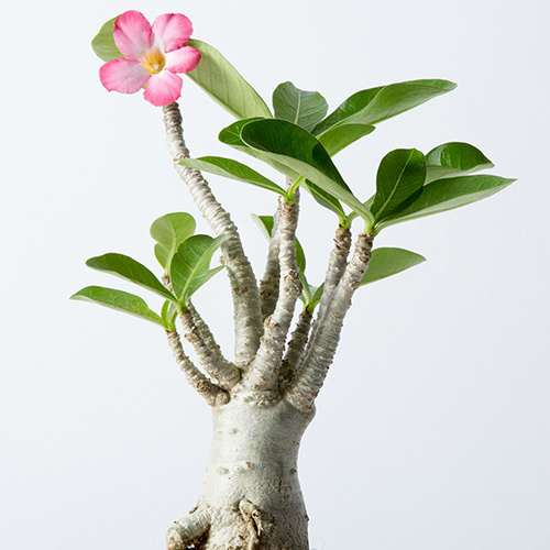西畠清順の展覧会「ウルトラ植物博覧会」銀座で開催 - 世界中の希少植物が集結 | 写真