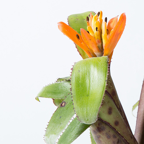 西畠清順の展覧会「ウルトラ植物博覧会」銀座で開催 - 世界中の希少植物が集結 | 写真