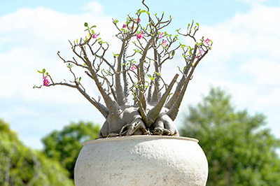 「ウルトラ植物博覧会」