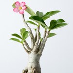 西畠清順の展覧会「ウルトラ植物博覧会」銀座で開催 - 世界中の希少植物が集結｜写真3