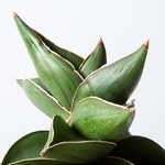 西畠清順の展覧会「ウルトラ植物博覧会」銀座で開催 - 世界中の希少植物が集結｜写真4