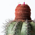 西畠清順の展覧会「ウルトラ植物博覧会」銀座で開催 - 世界中の希少植物が集結｜写真8