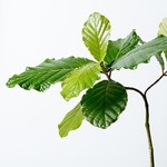 西畠清順の展覧会「ウルトラ植物博覧会」銀座で開催 - 世界中の希少植物が集結｜写真9