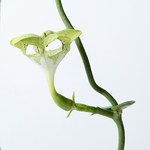 西畠清順の展覧会「ウルトラ植物博覧会」銀座で開催 - 世界中の希少植物が集結｜写真11