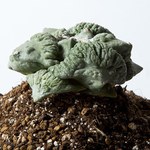 西畠清順の展覧会「ウルトラ植物博覧会」銀座で開催 - 世界中の希少植物が集結｜写真12