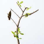 西畠清順の展覧会「ウルトラ植物博覧会」銀座で開催 - 世界中の希少植物が集結｜写真13