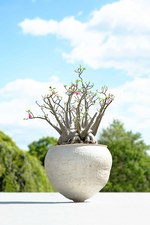 西畠清順の展覧会「ウルトラ植物博覧会」銀座で開催 - 世界中の希少植物が集結｜写真1