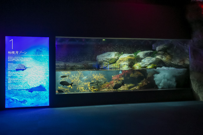 5分で読める「夜の新江ノ島水族館」ガイド - クラゲホールや大水槽など“えのすい”を紹介｜写真3