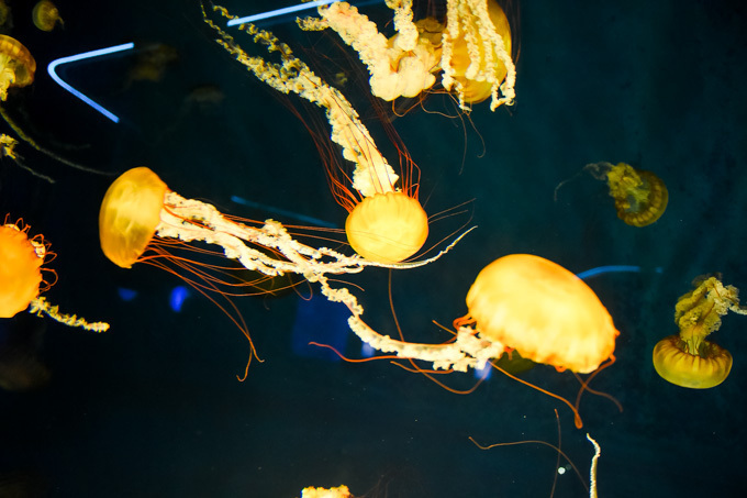 5分で読める「夜の新江ノ島水族館」ガイド - クラゲホールや大水槽など“えのすい”を紹介｜写真17