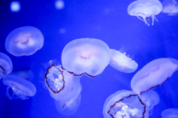 5分で読める「夜の新江ノ島水族館」ガイド - クラゲホールや大水槽など“えのすい”を紹介｜写真19