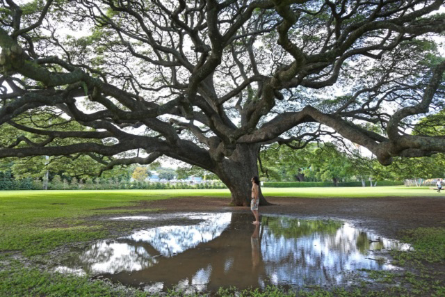 プラントハンター 西畠清順 世界の植物文様展、松屋銀座で - 数1000種類から厳選した植物を紹介｜写真6