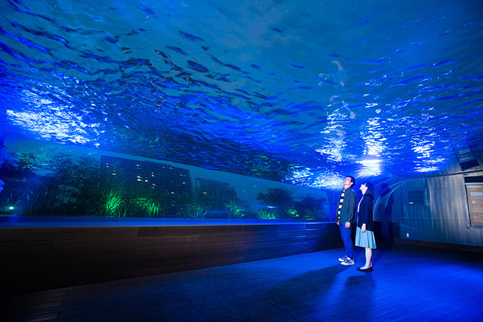 サンシャイン水族館 屋外エリアが一新「天空のペンギン」など世界初展示 - “都会の上空”を飛び交う姿｜写真26