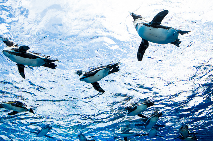 サンシャイン水族館 屋外エリアが一新「天空のペンギン」など世界初展示 - “都会の上空”を飛び交う姿｜写真3