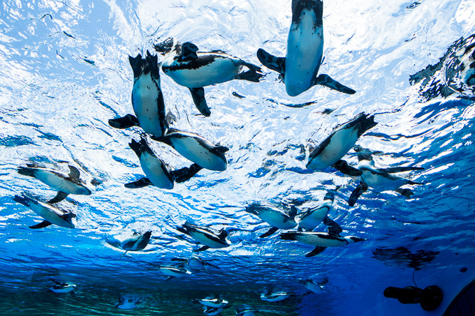 サンシャイン水族館 屋外エリアが一新「天空のペンギン」など世界初展示 - “都会の上空”を飛び交う姿｜写真1