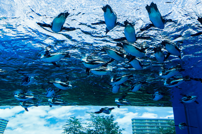 サンシャイン水族館 屋外エリアが一新「天空のペンギン」など世界初展示 - “都会の上空”を飛び交う姿｜写真2