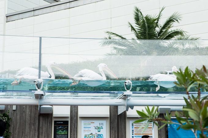 サンシャイン水族館 屋外エリアが一新「天空のペンギン」など世界初展示 - “都会の上空”を飛び交う姿｜写真6