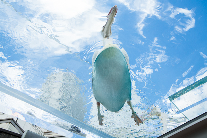 サンシャイン水族館 屋外エリアが一新「天空のペンギン」など世界初展示 - “都会の上空”を飛び交う姿｜写真9