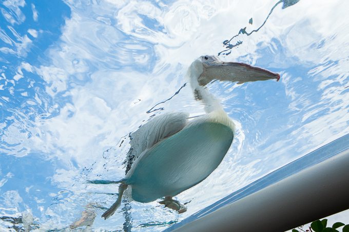 サンシャイン水族館 屋外エリアが一新「天空のペンギン」など世界初展示 - “都会の上空”を飛び交う姿｜写真10