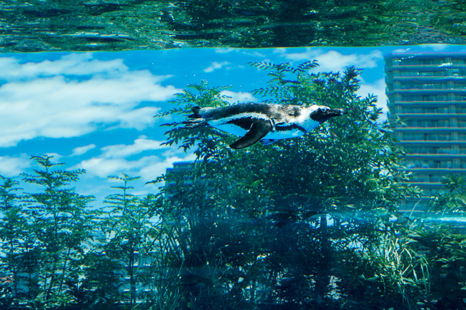 サンシャイン水族館 屋外エリアが一新「天空のペンギン」など世界初展示 - “都会の上空”を飛び交う姿｜写真5