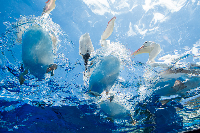 サンシャイン水族館 屋外エリアが一新「天空のペンギン」など世界初展示 - “都会の上空”を飛び交う姿｜写真11